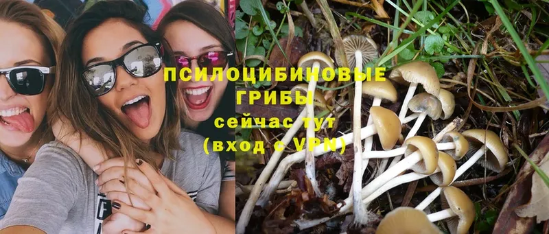 hydra сайт  Тверь  Галлюциногенные грибы MAGIC MUSHROOMS 